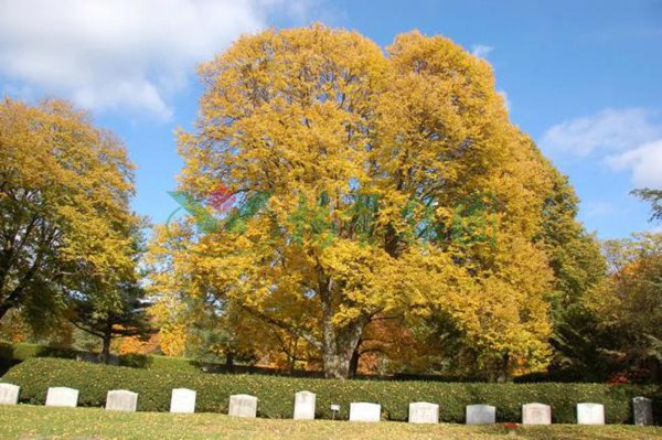 鸿运国际·(中国)集团-鸿运官网接待你