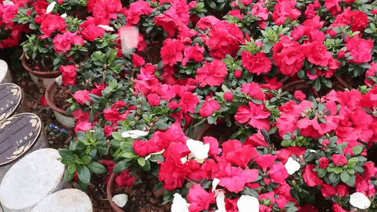 鸿运国际·(中国)集团-鸿运官网接待你