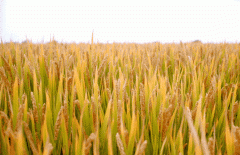 稻谷飘香迎有年|鸿运国际生产基地奏响丰收乐章