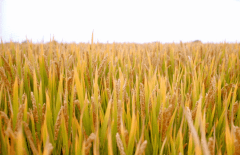 鸿运国际·(中国)集团-鸿运官网接待你