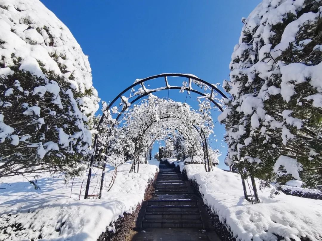 雪落玉龙，，，，，，，三冬含暖。。。。。。。。