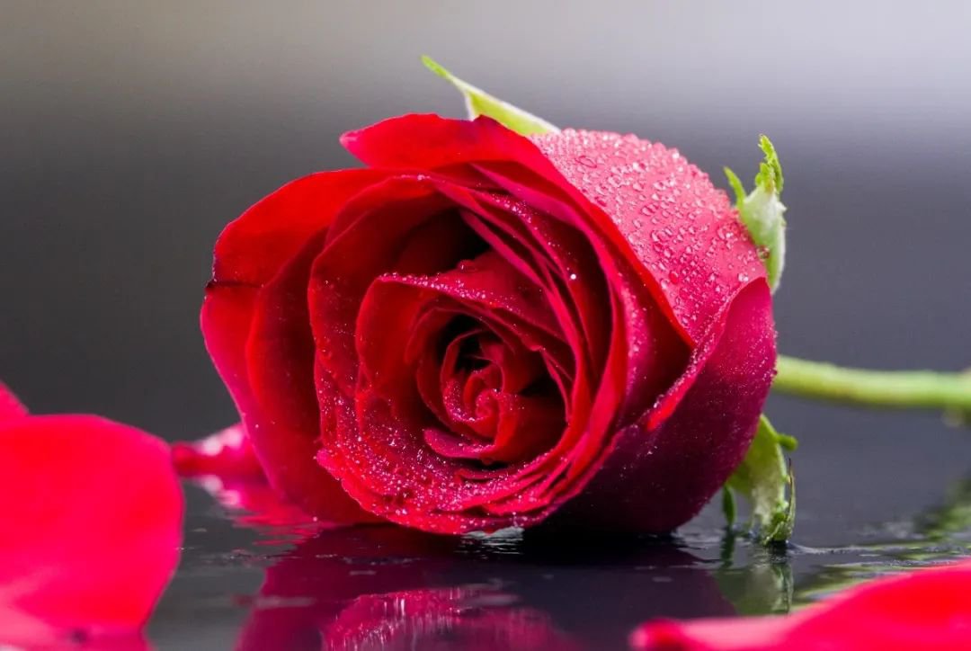 女神节 | 致敬“她”实力，，，，，，，共筑优美未来